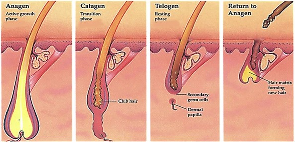 水嫩光無(wú)痛除毛