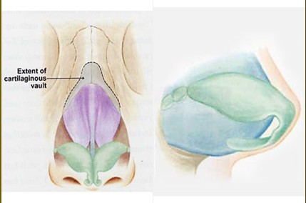 蒜頭比治療原理