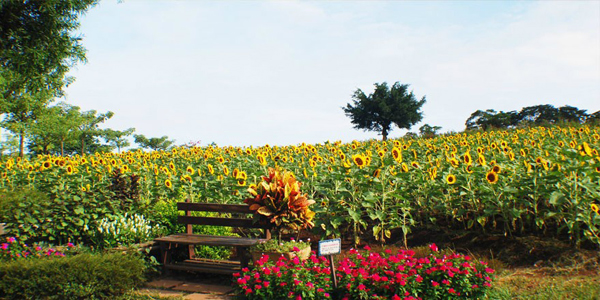 臺灣大溪花海農場