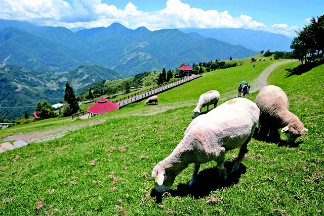 清凈農場藍天綠草