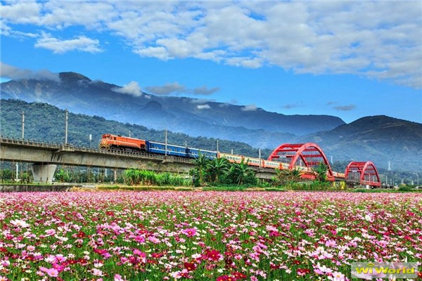 富里鄉農會花季